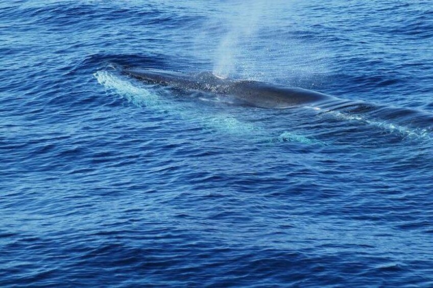 Dolphin and Whale Cruise in Puerto Rico, Gran Canaria 2