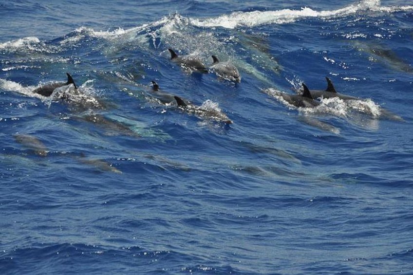 Delfines nadando en el océano. 2