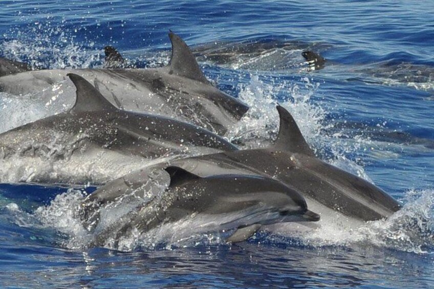 Dolphin and Whale Cruise in Puerto Rico, Gran Canaria 3