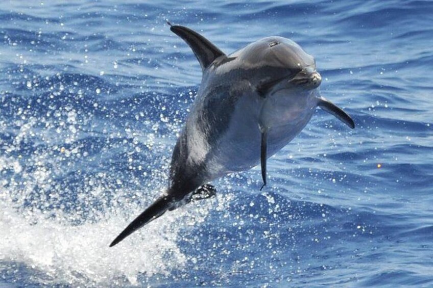 Dolphin and Whale Cruise in Puerto Rico, Gran Canaria 2