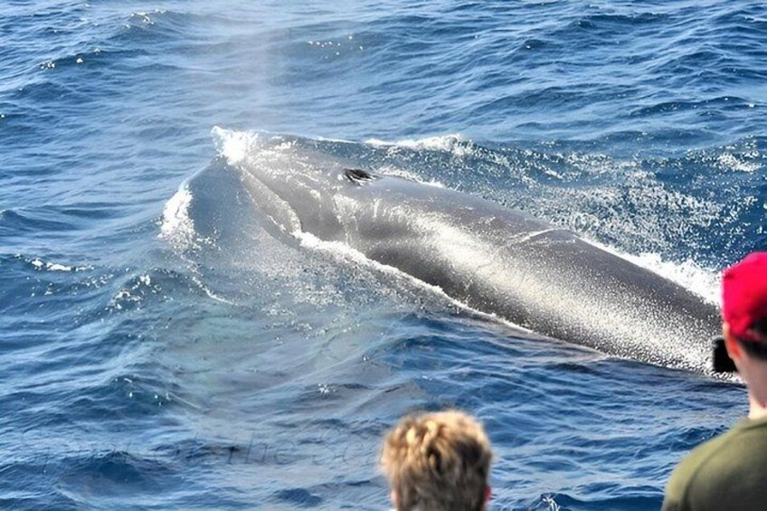 Een walvis springt uit de zee. 2