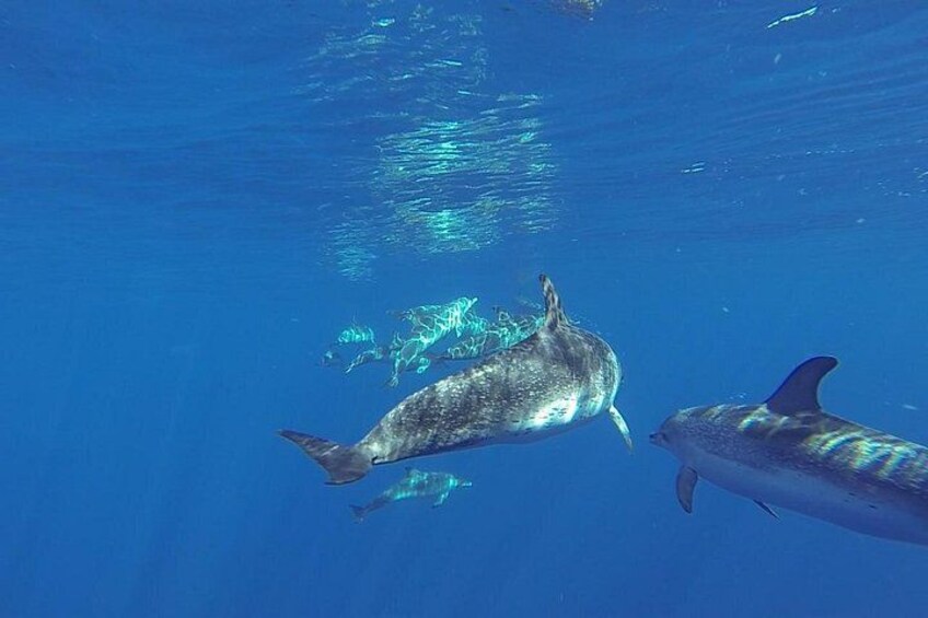 Two dolphins swimming in clear blue water. 4