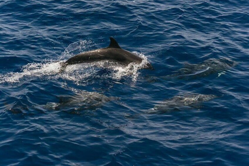 A dolphin swimming in the ocean. 2
