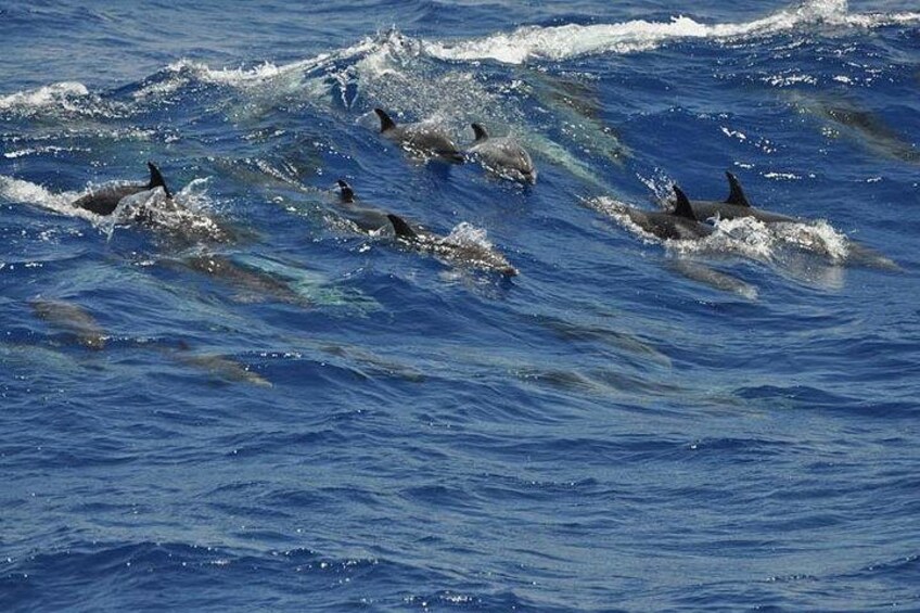 A group of dolphins swimming in the ocean. 3