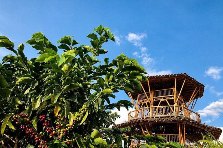 Coffee Tour at the Finca del Café 2