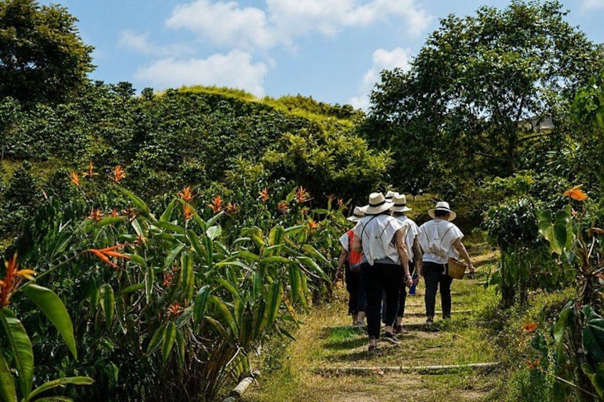 Un grupo de personas caminando por un sendero rodeado de exuberante vegetación y plantas tropicales. 2