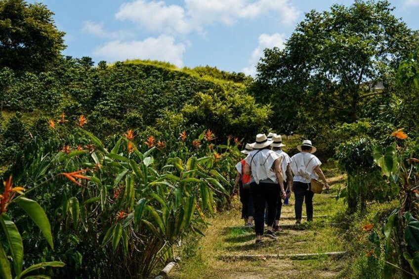Coffee Tour at the Finca del Café 3
