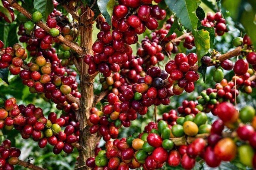 A coffee tree with clusters of ripe and unripe coffee cherries. 4