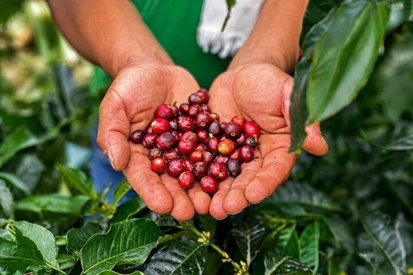 Coffee Tour at the Finca del Café 4