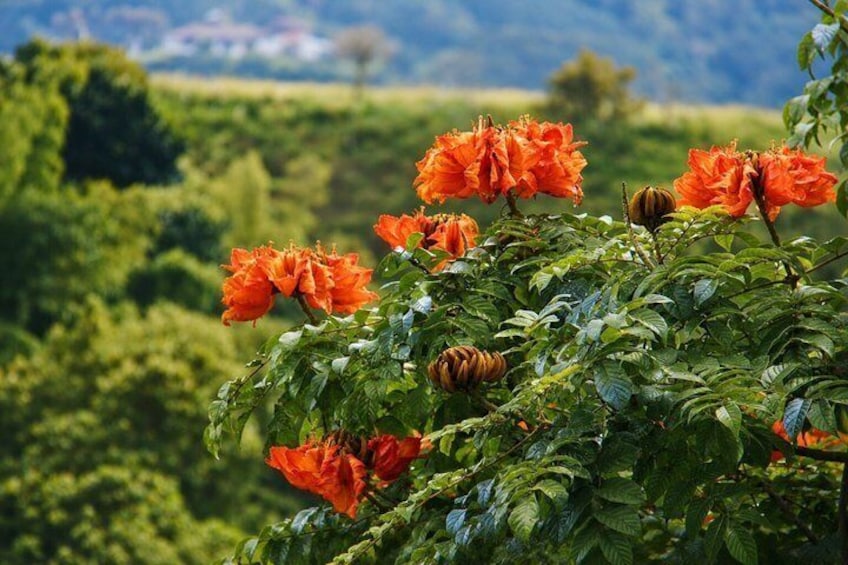 Coffee Tour at the Finca del Café 5