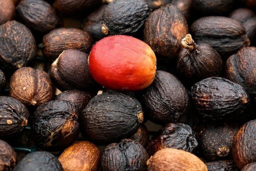 Coffee Tour at the Finca del Café 2