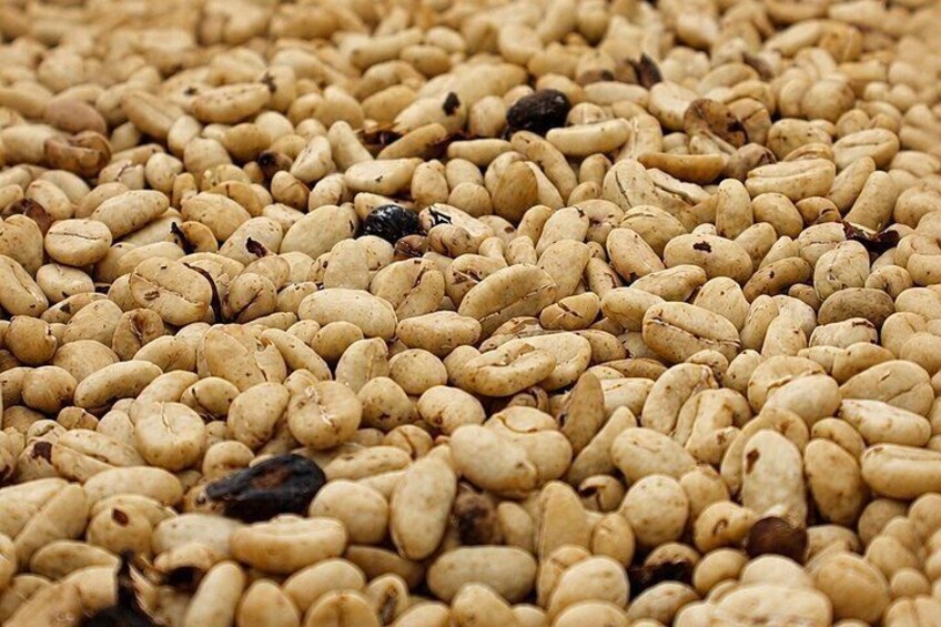 Coffee Tour at the Finca del Café 2