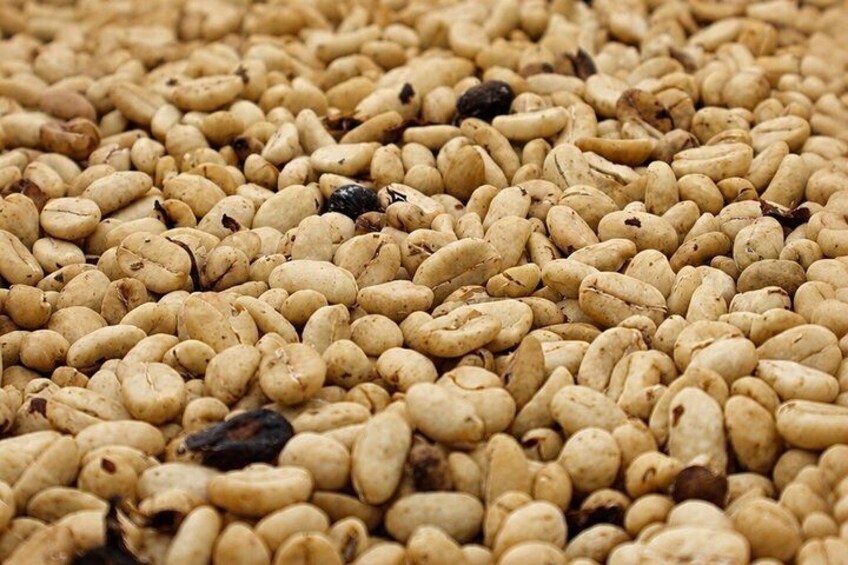 A close-up of roasted coffee beans. 2