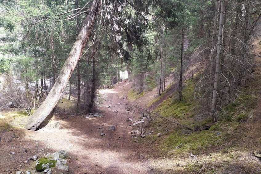 A forest trail with a fallen tree, dense trees, and a dirt path. 2