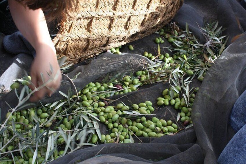 Visit olive grove centenary with oil tasting course