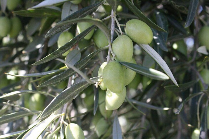 Visit olive grove centenary with oil tasting course