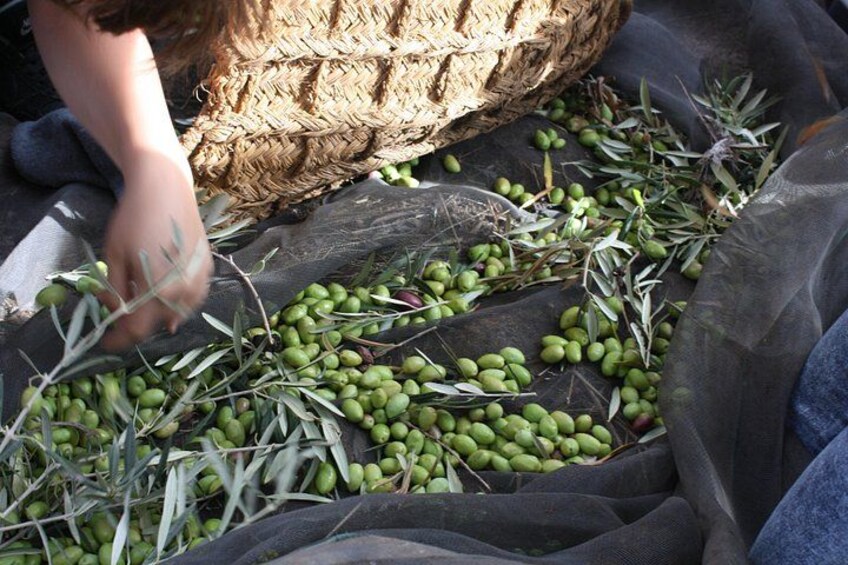Visit olive grove centenary with oil tasting course 1