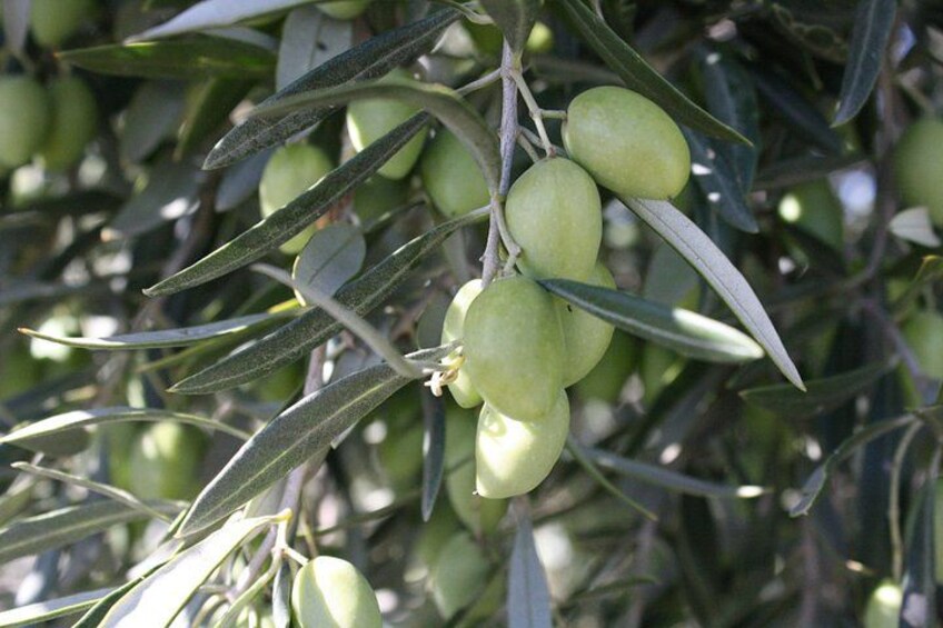 Visit olive grove centenary with oil tasting course 2
