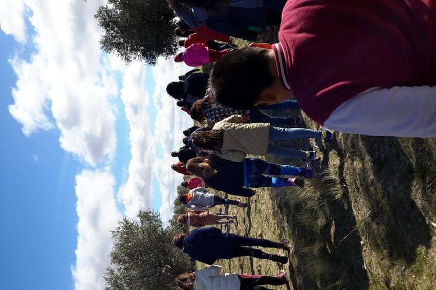 Visit olive grove centenary with oil tasting course 5