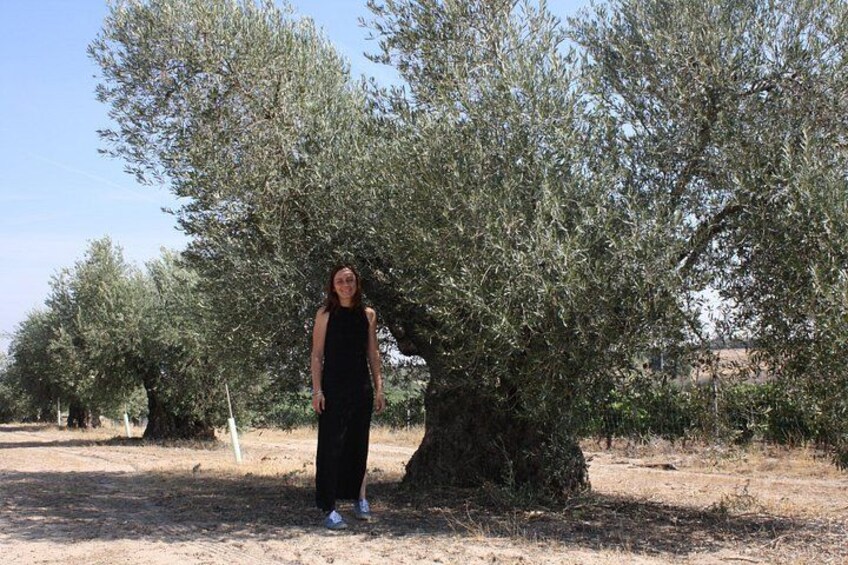 Visit olive grove centenary with oil tasting course 4