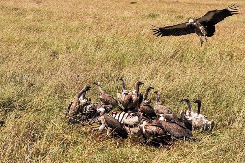 Un grupo de buitres en un campo con hierba, con un águila volando arriba. 2