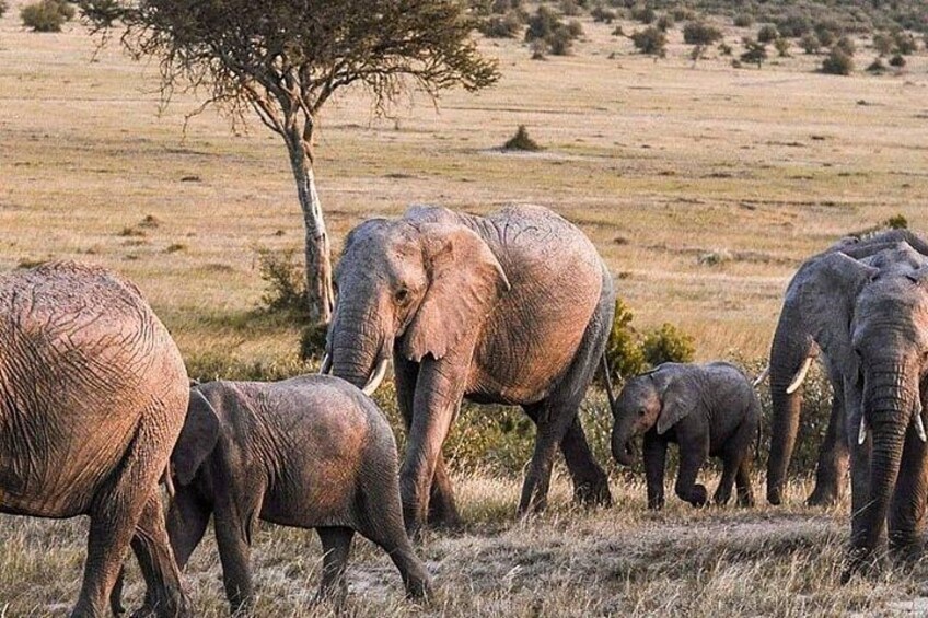 Un grupo de elefantes en una sabana herbosa con árboles dispersos. 4