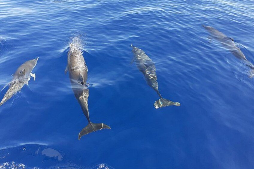 4h - Extended Private Sailing Tour around the Lobos Island 2
