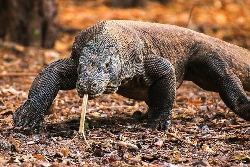 1 Day Komodo Trip by Private Speedboat 3