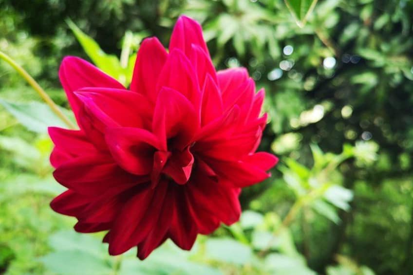 Une fleur rouge aux pétales multiples, entourée de feuillage verdoyant. 5