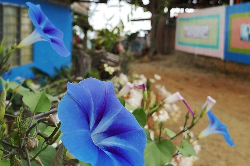 Une fleur bleue dans un jardin, avec un mur bleu et des décorations colorées en arrière-plan. 3