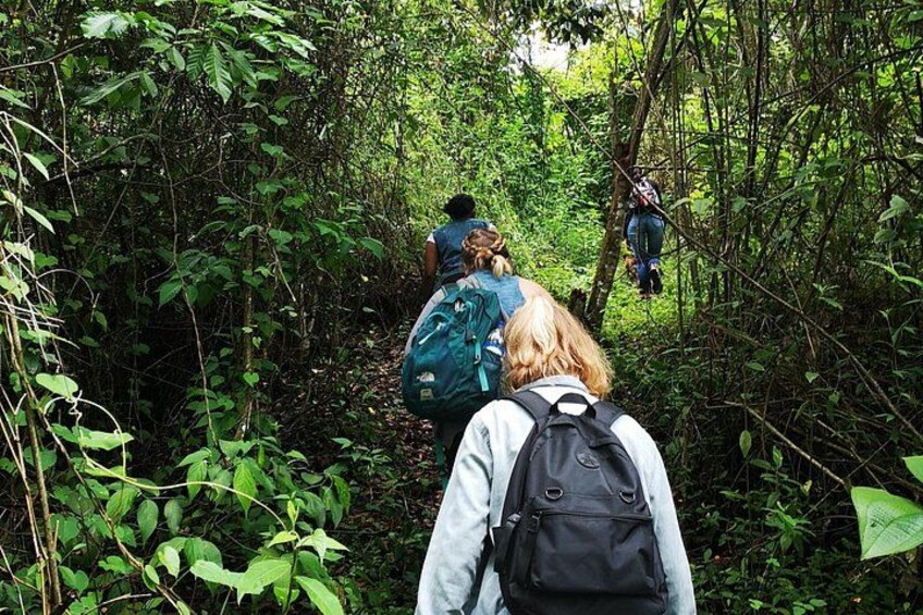 Un groupe de personnes fait de la randonnée dans une forêt dense, avec des sacs à dos. 4