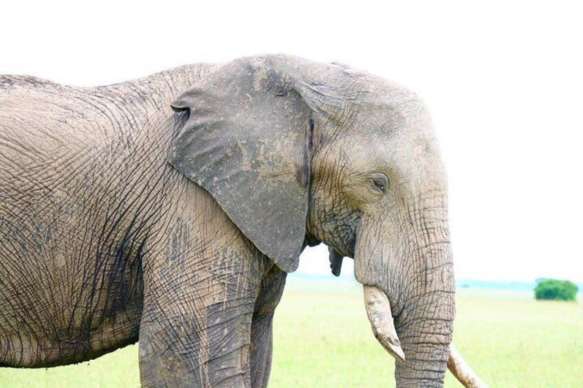 Un elefante con colmillos y trompa embarrada de pie en un campo herboso. 3