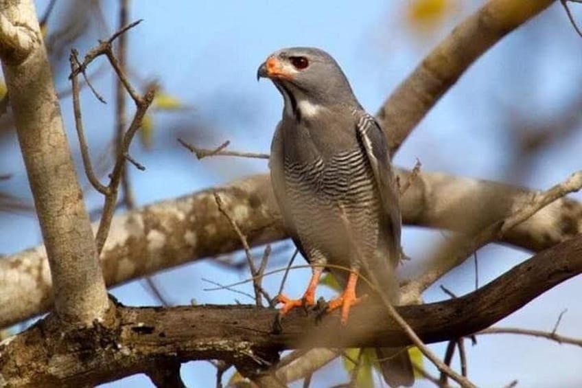 Un pájaro posado en una rama. 2