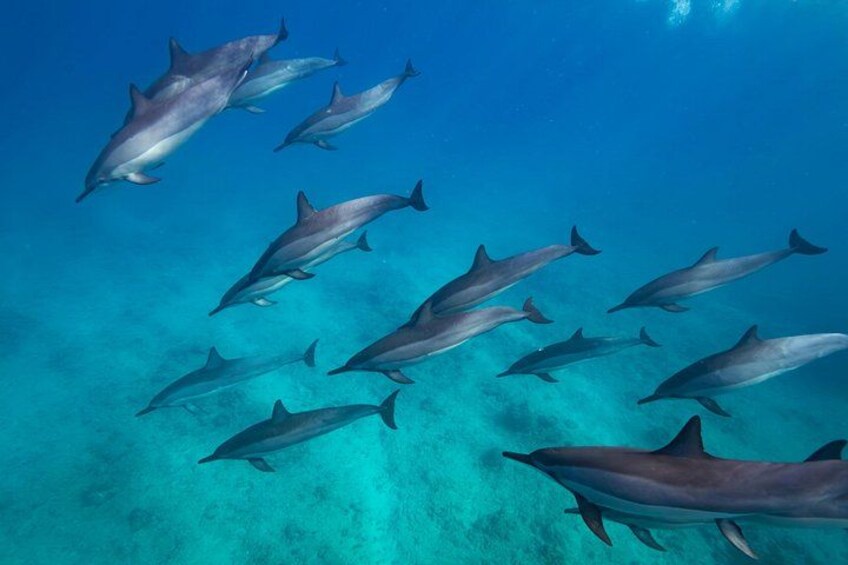 Un grupo de delfines nadando en aguas cristalinas azules. 4
