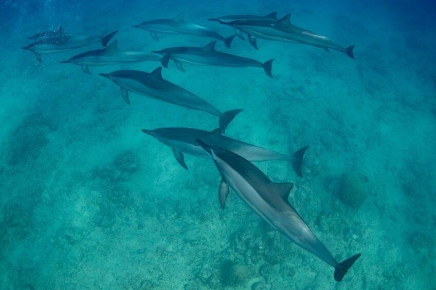 Un grupo de delfines nadando bajo el agua. 3