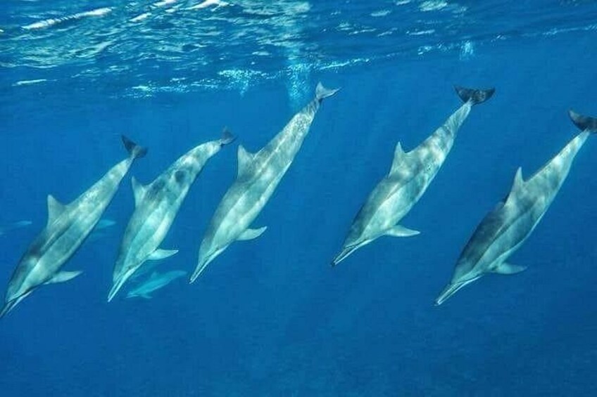 A group of dolphins swimming in the ocean. 4