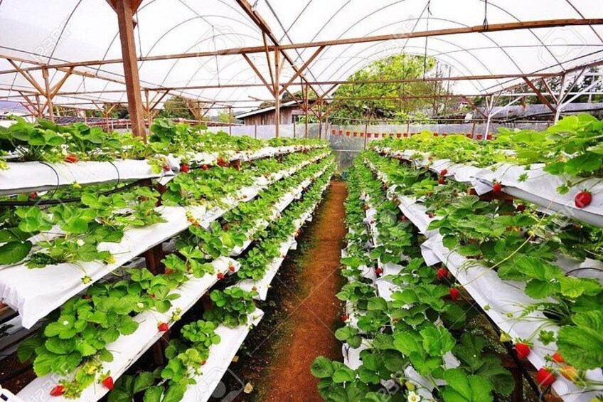 Private Tour : Cameron Highland Day Trip from Kuala Lumpur 5