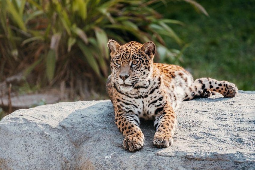A leopard lying on a rock with a blurred green background. 1