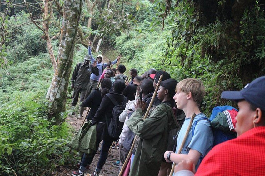 1 Day Canopy walk way in Nyungwe Natioinal park 1