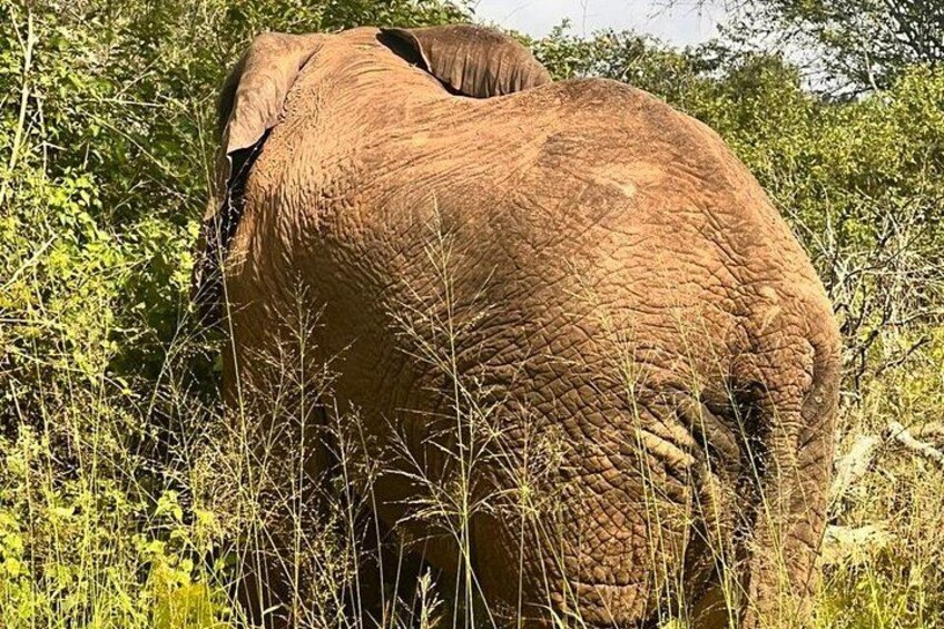 An elephant in a natural setting with dense vegetation. 1