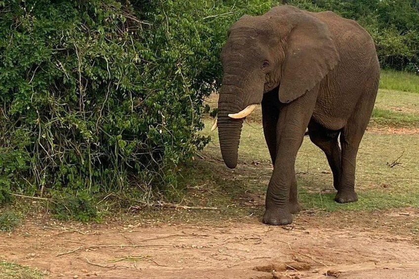 An elephant walking on a dirt path with greenery on the side. 5