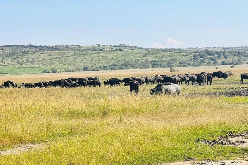 A herd of cattle grazing in a grassy field with a hilly landscape in the background. 1