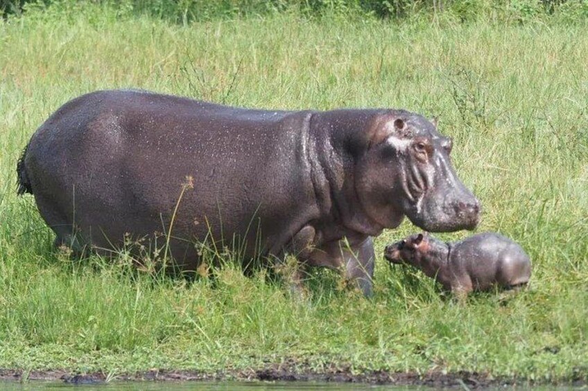 A hippopotamus with its calf in a grassy field. 2