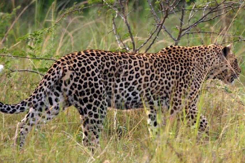 A leopard walking through tall grass. 3