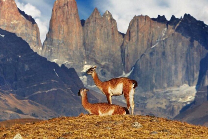 Torres del Paine Full Day Tour departing from El Calafate 3