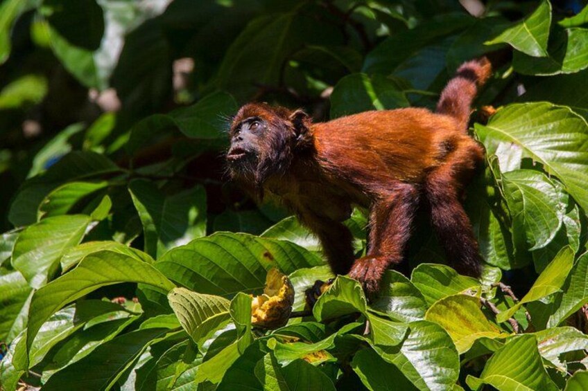 A monkey amidst green foliage. 5