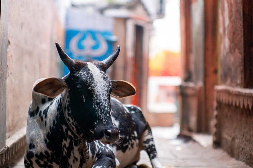 Photo Tour In Holy Varanasi 2