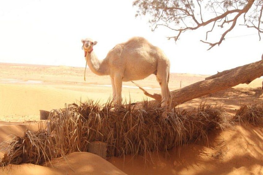 a day in Ksar Ghilane Star Wars Tours departing from Djerba 1