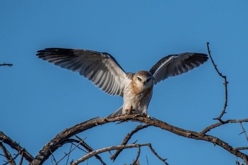 Black Shouldered Kite