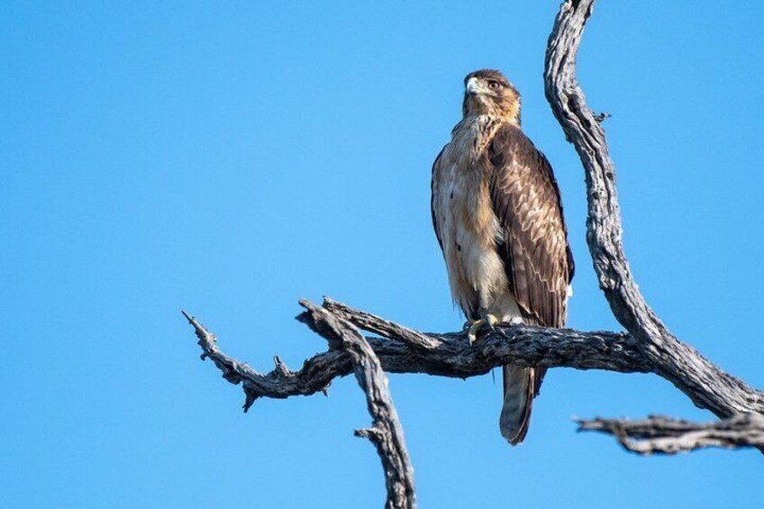 Tawny Eagle